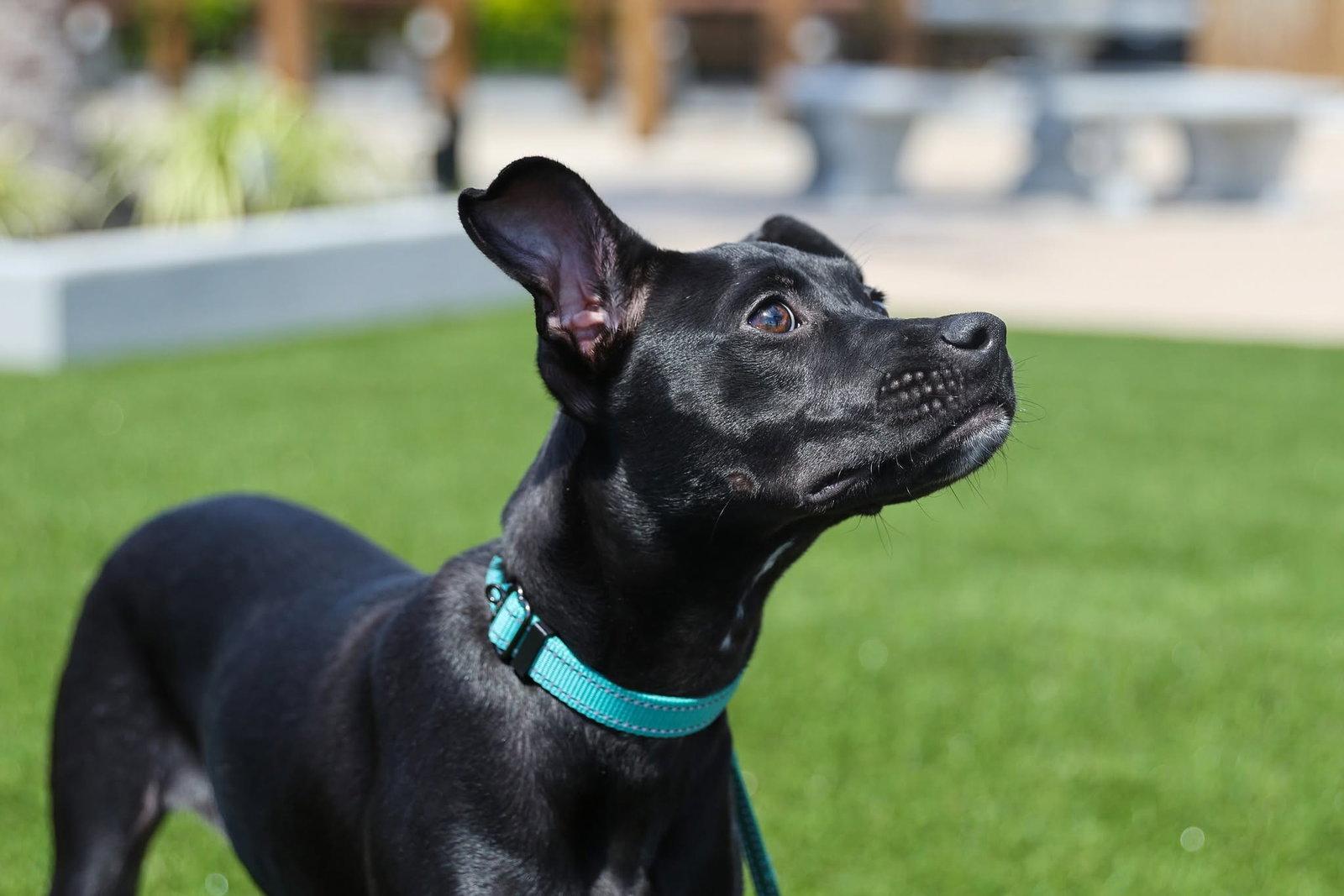 Enlarge Dani, a Adoptable Mixed Breed in Gainesville, FL image 2/3