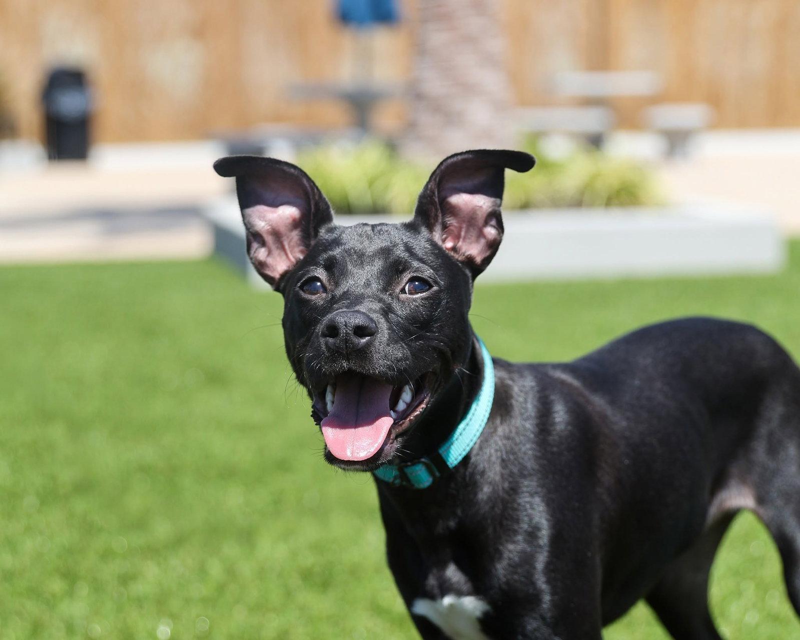 Enlarge Dani, a Adoptable Mixed Breed in Gainesville, FL image 3/3