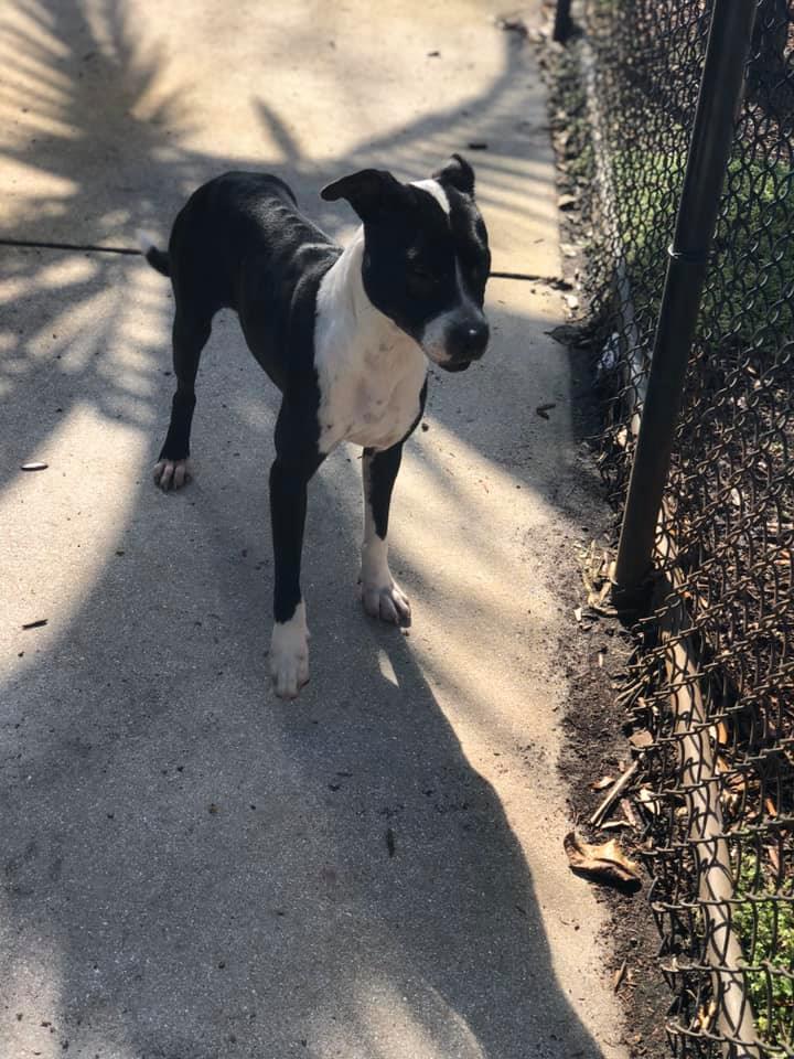 Enlarge Cecelia, a Adopted mixed breed in Pompano Beach, FL image 1/2
