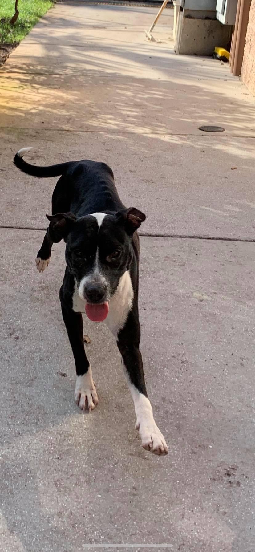 Enlarge Cecelia, a Adopted mixed breed in Pompano Beach, FL image 2/2