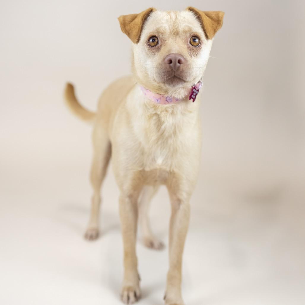 Bambi, adopted, Adult Female Mixed Breed.