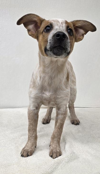 Cheyenne, Adoptable, Young Female Cattle Dog & Mixed Breed.