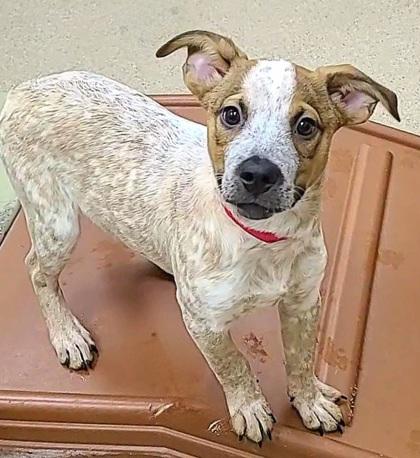 Enlarge Cheyenne, a Adoptable mixed breed in Phoenix, AZ image 2/2