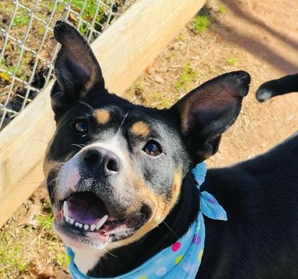 Enlarge Pepsi $85, a Adoptable mixed breed in Seneca, SC image 1/3