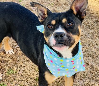 Pepsi (HW+)$85 Fostered, Adoptable, Young Female Pit Bull Terrier & Mixed Breed.