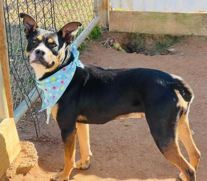 Enlarge Pepsi (HW+)$85 Fostered, a Adoptable mixed breed in Seneca, SC image 2/3