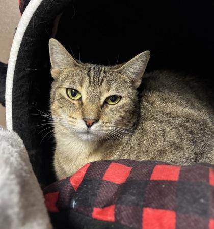 Enlarge Pretty Girl, a Adoptable mixed breed in Maumee, OH image 2/3