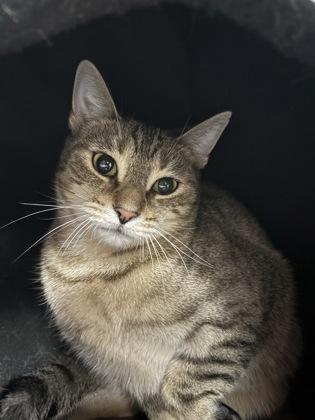 Enlarge Pretty Girl, a Adoptable mixed breed in Maumee, OH image 3/3