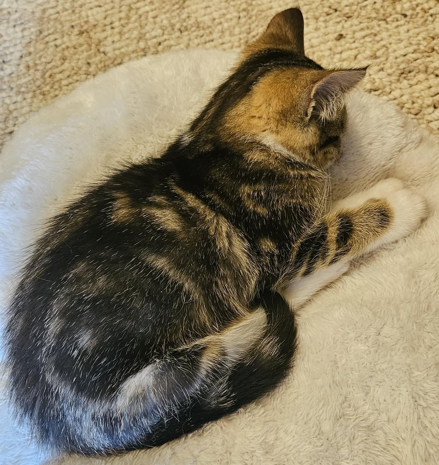 Enlarge Duke, a ADOPTABLE Domestic Short Hair in Lexington, KY image 4/4