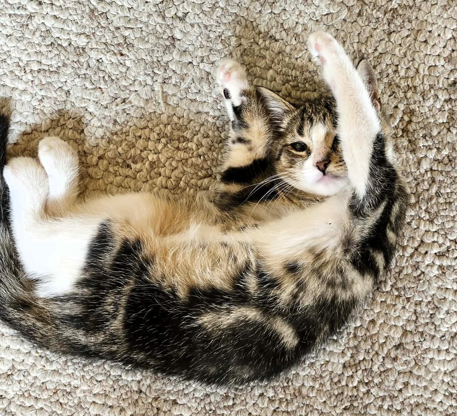 Enlarge Duke, a ADOPTABLE Domestic Short Hair in Lexington, KY image 1/4