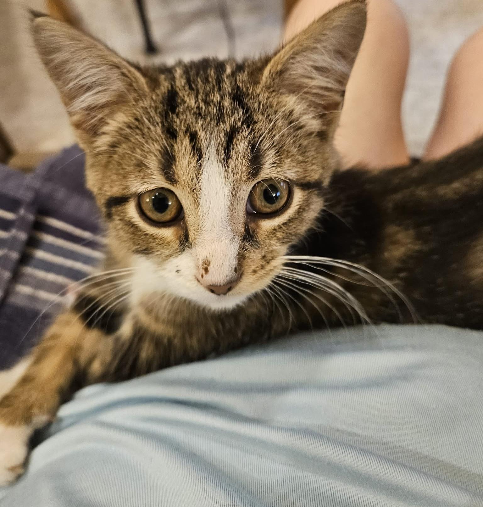 Enlarge Duke, a ADOPTABLE Domestic Short Hair in Lexington, KY image 2/4