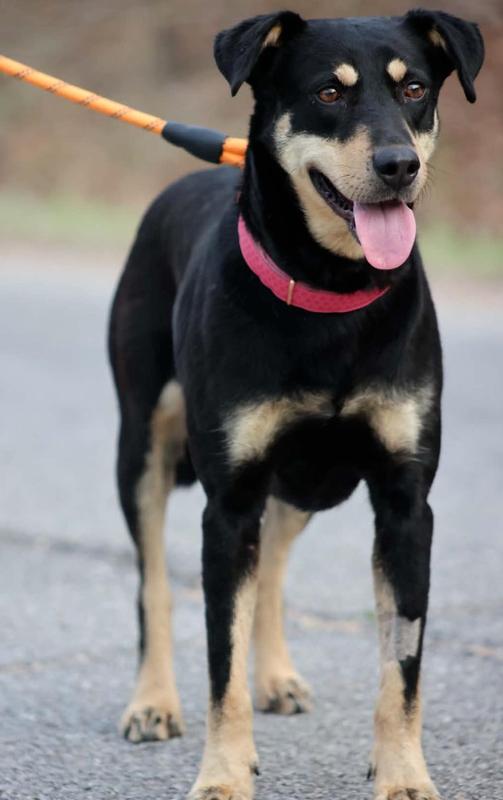 Aura, Adoptable, Young Female Shepherd.