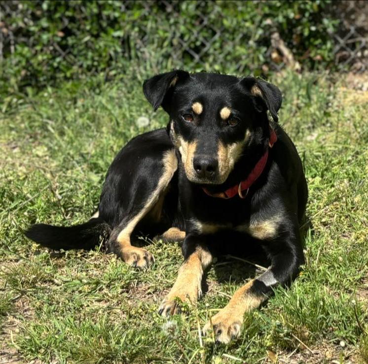 Enlarge Aura, a Adoptable mixed breed in TULSA, OK image 2/6