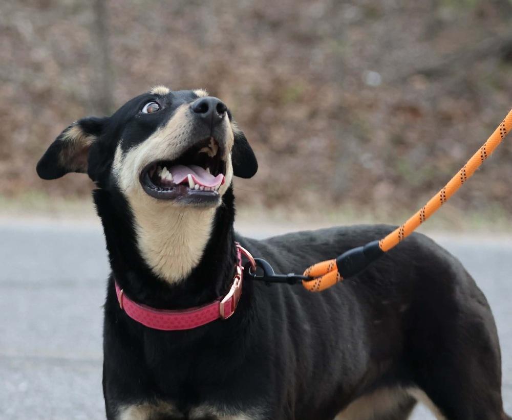 Enlarge Aura, a Adoptable mixed breed in TULSA, OK image 3/6