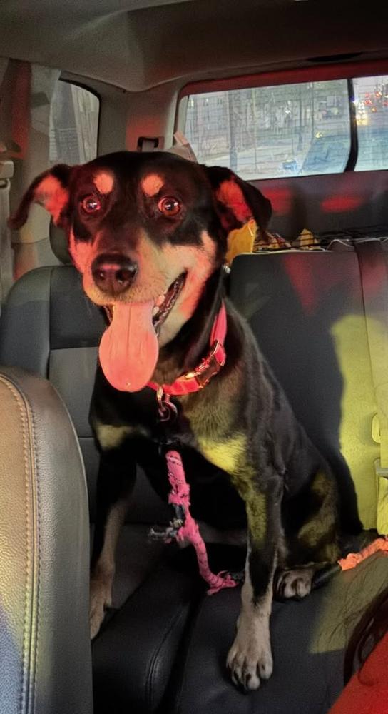 Enlarge Aura, a Adoptable mixed breed in TULSA, OK image 4/6