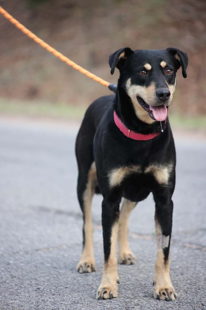 Enlarge Aura, a Adoptable mixed breed in TULSA, OK image 5/6