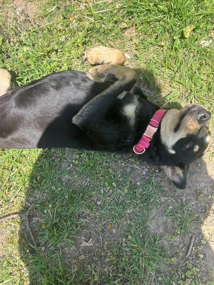 Enlarge Aura, a Adoptable mixed breed in TULSA, OK image 6/6