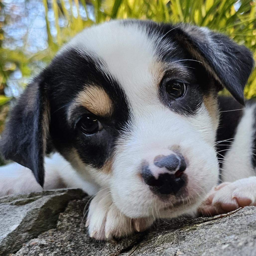 Kanga, Adoptable, Puppy Female Mixed Breed & Australian Shepherd.
