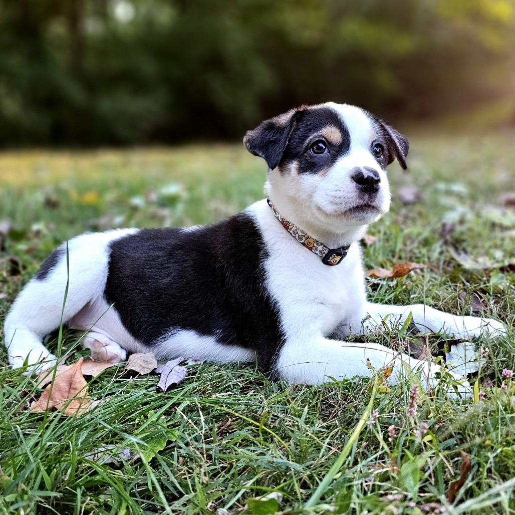 Enlarge Kanga, a Adoptable Mixed Breed in Festus, MO image 3/5
