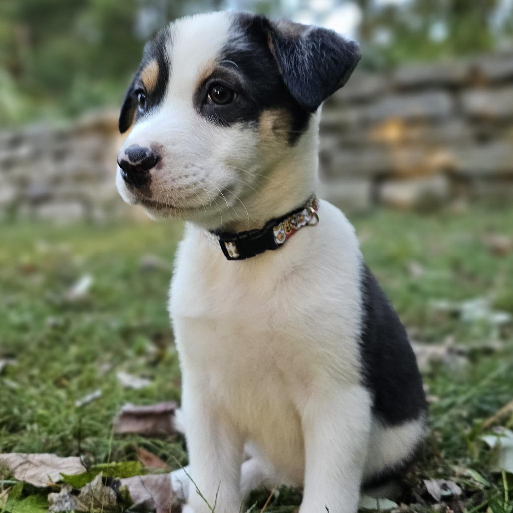 Enlarge Kanga, a Adoptable Mixed Breed in Festus, MO image 5/5