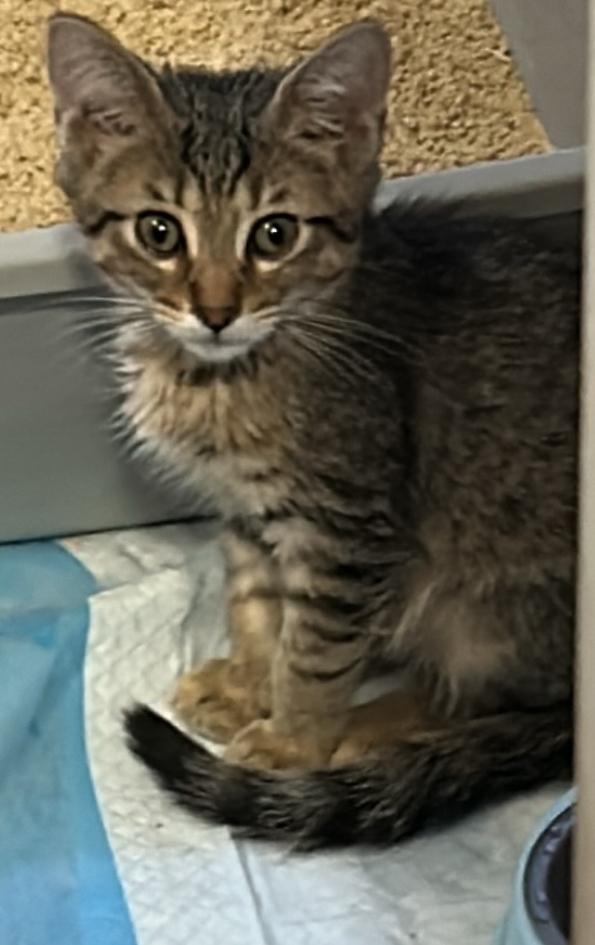Bloop, Adoptable, Kitten Female Domestic Short Hair.
