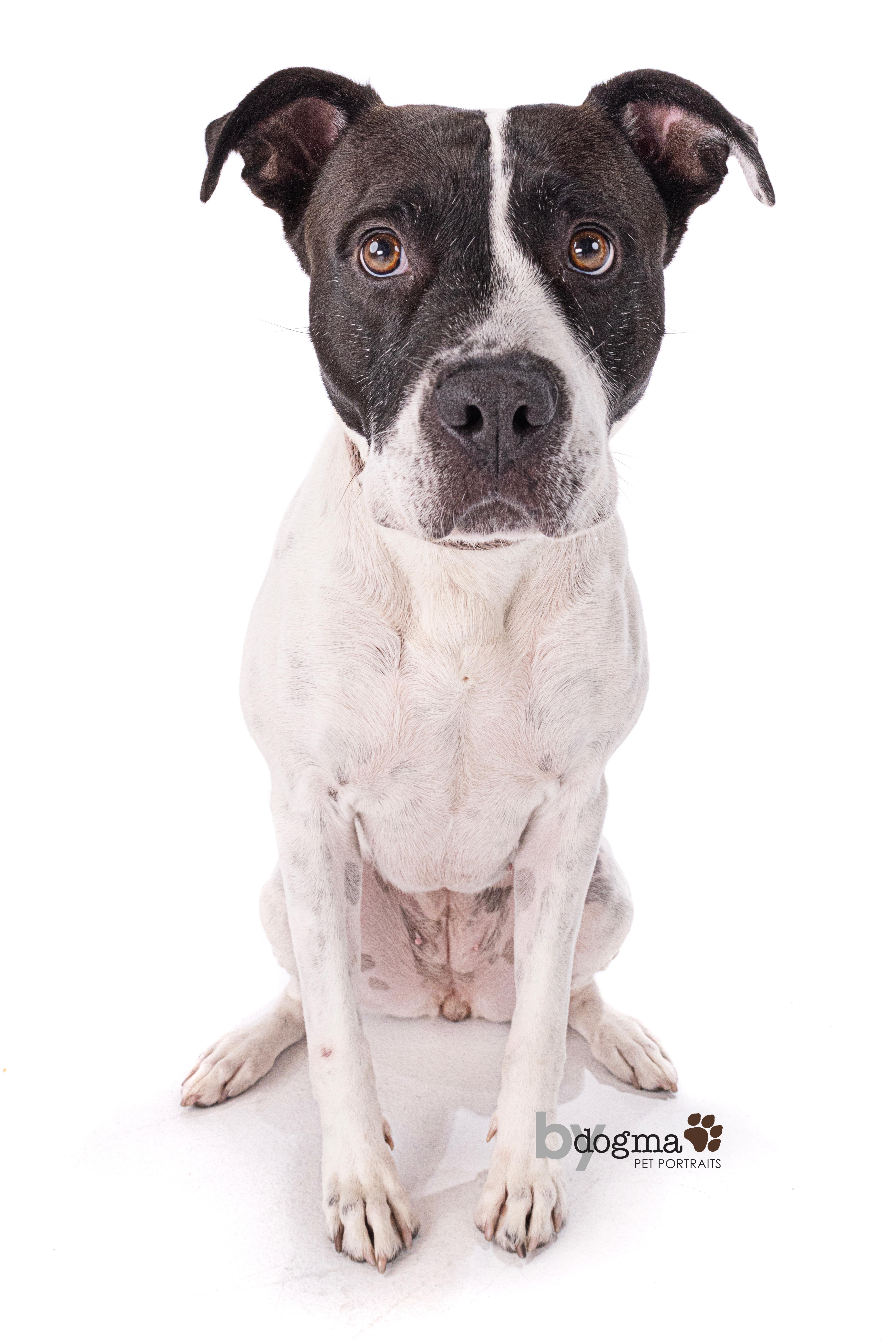 Blossom , a Adoptable Staffordshire Bull Terrier in Seattle , WA image 6/6
