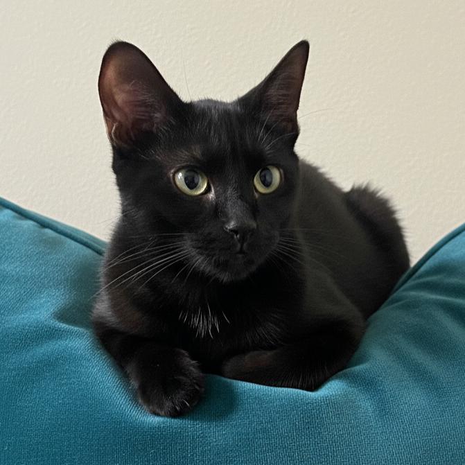 Enlarge Raven, a Adoptable Domestic Short Hair in Allen, TX image 4/5