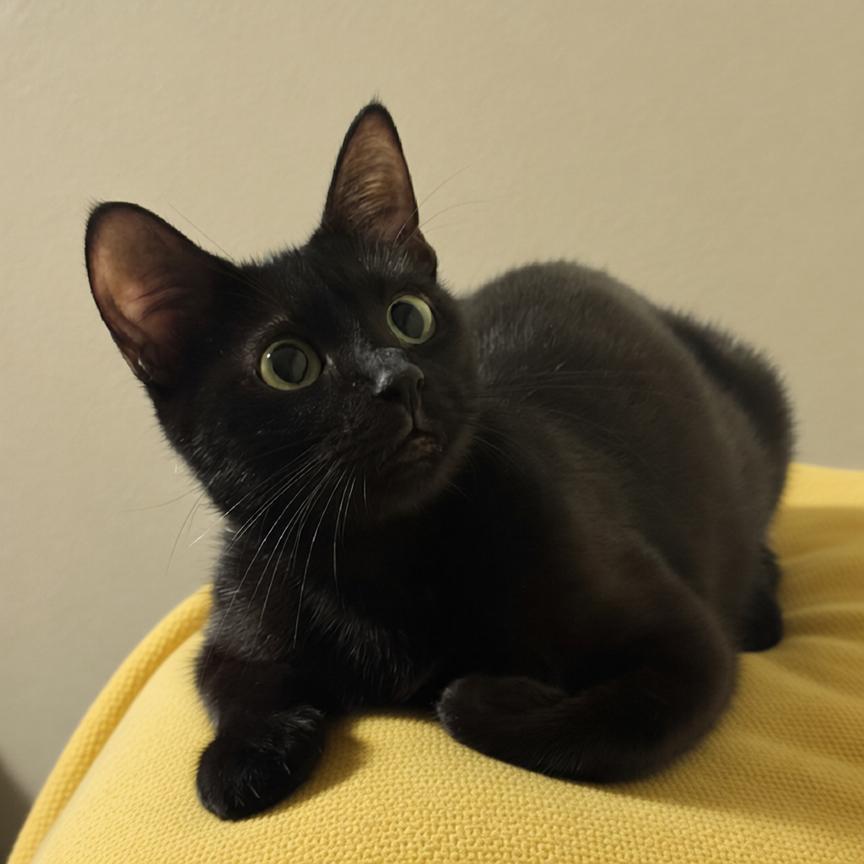 Raven, Adoptable, Young Female Domestic Short Hair.