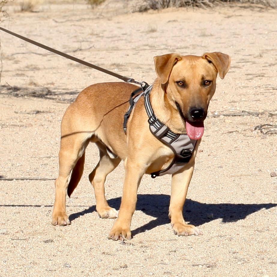 YEEHAW, a Adoptable mixed breed in Joshua Tree, CA image 1/3