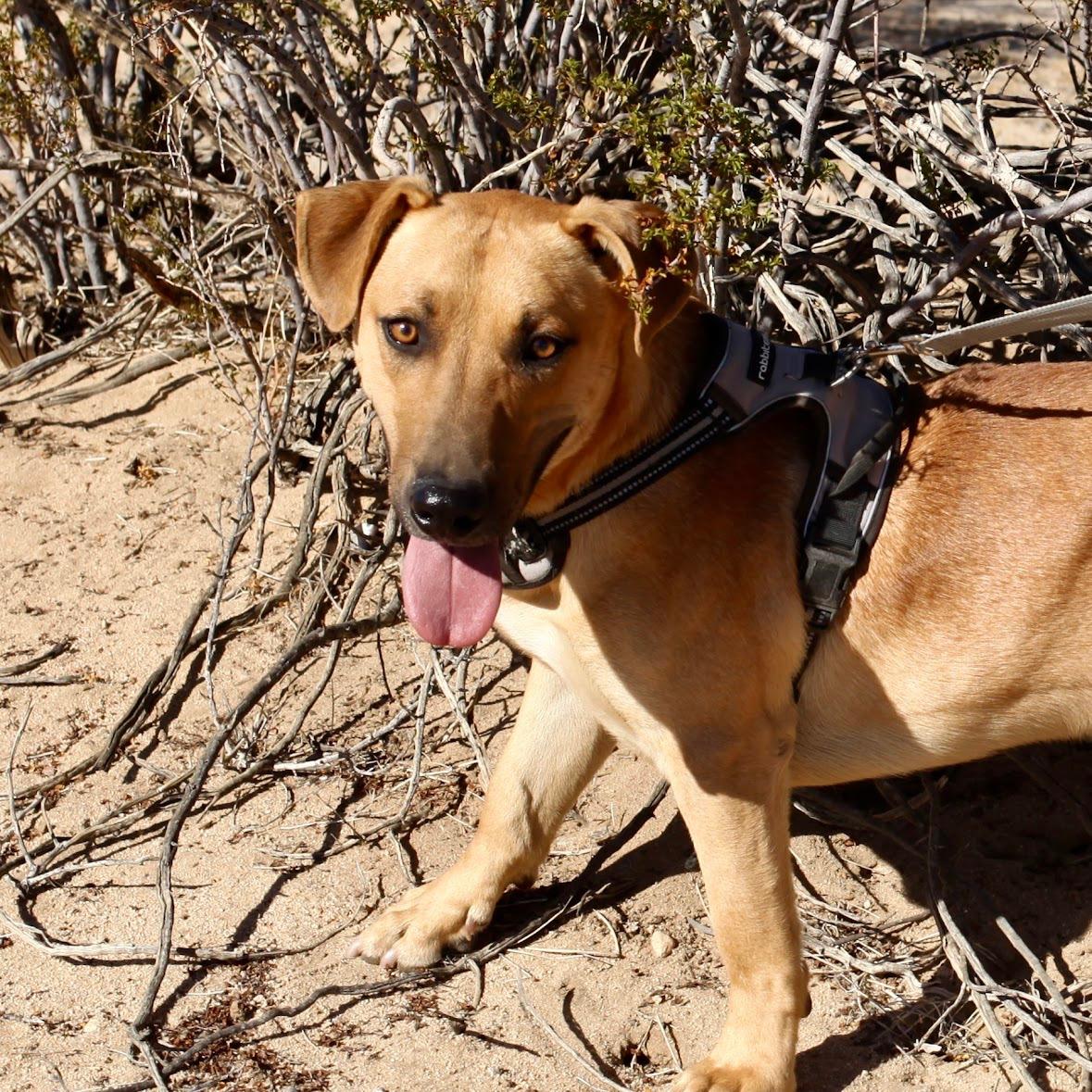 YEEHAW, a Adoptable mixed breed in Joshua Tree, CA image 2/3