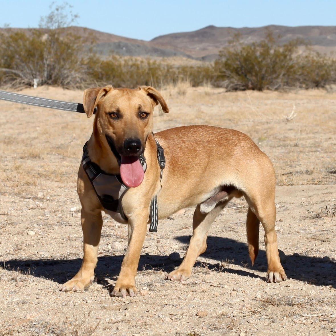 YEEHAW, a Adoptable mixed breed in Joshua Tree, CA image 3/3