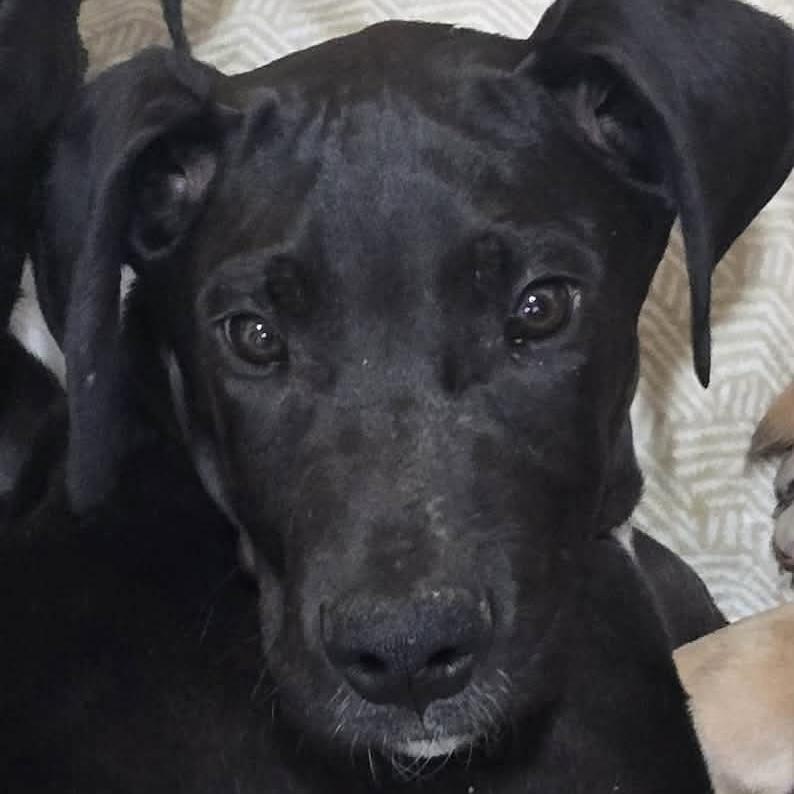 Dimitri, Adoptable, Puppy Male Great Dane.