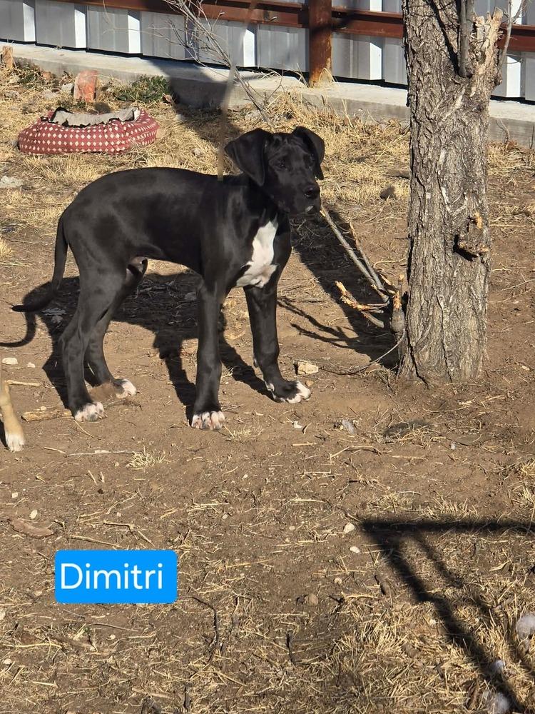 Enlarge Dimitri, a Adoptable Great Dane in Clovis, NM image 2/2