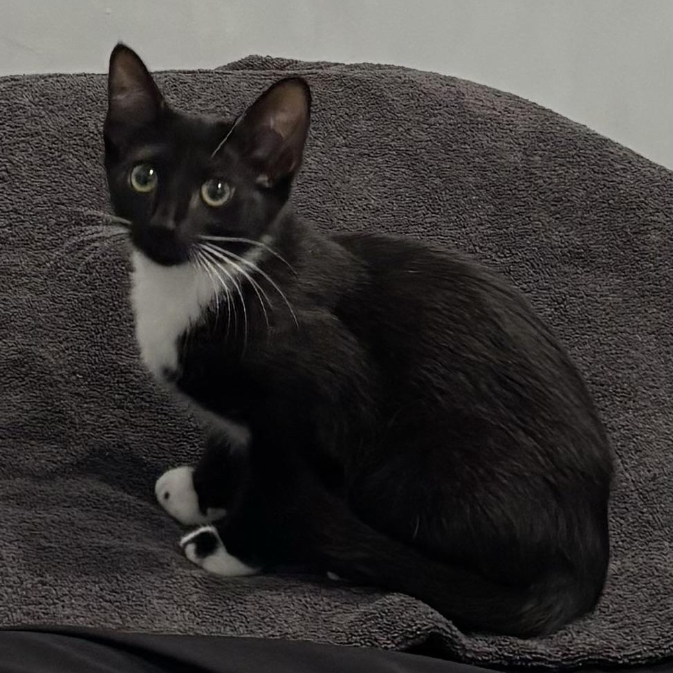Mocha, an adopted Domestic Short Hair in Closter, NJ image 3/4