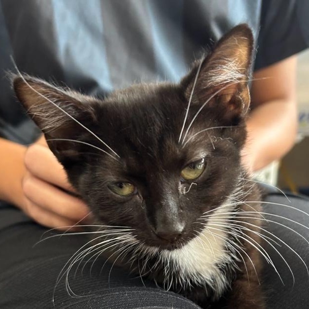 Mocha, an adopted Domestic Short Hair in Closter, NJ image 2/4