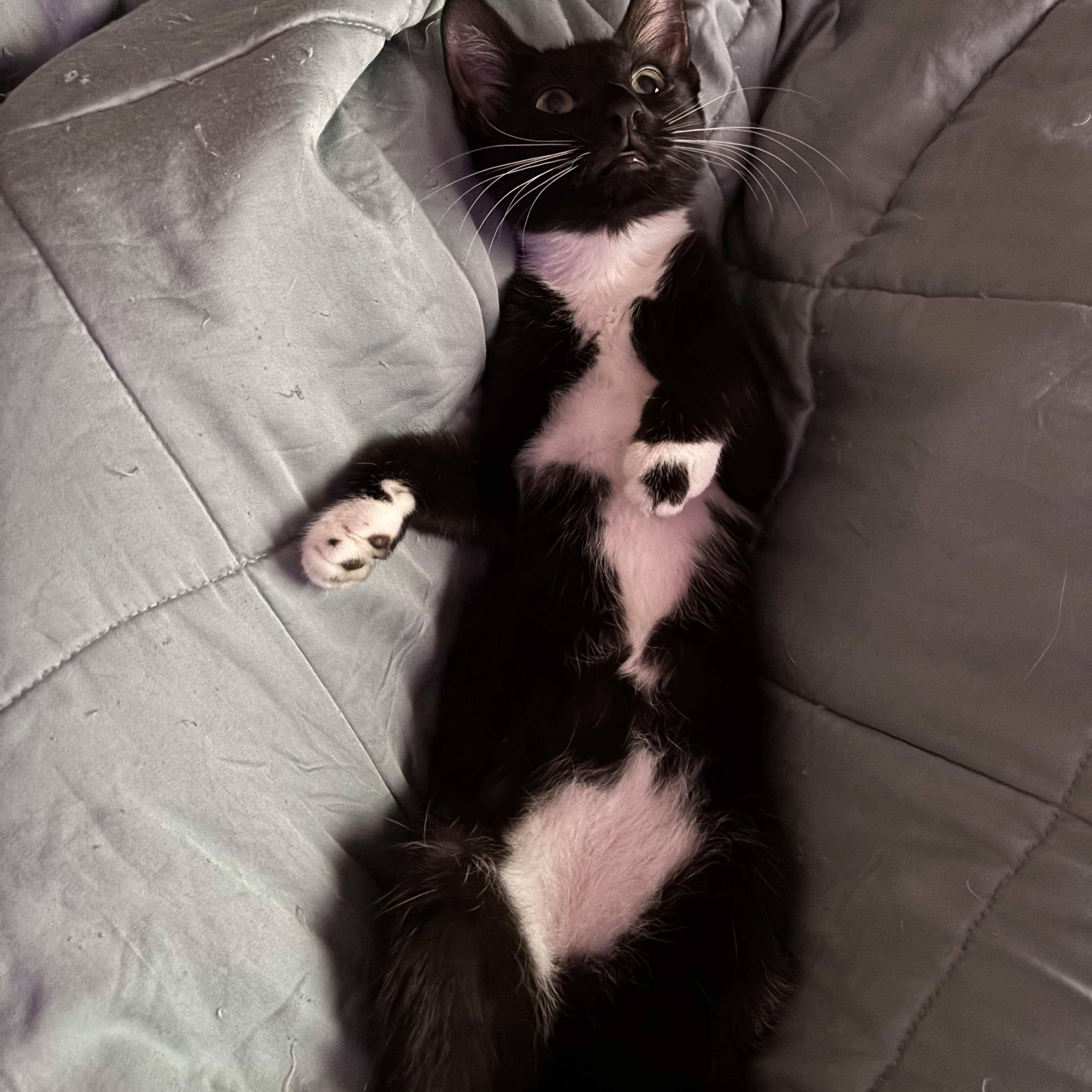 Mocha, an adopted Domestic Short Hair in Closter, NJ image 4/4