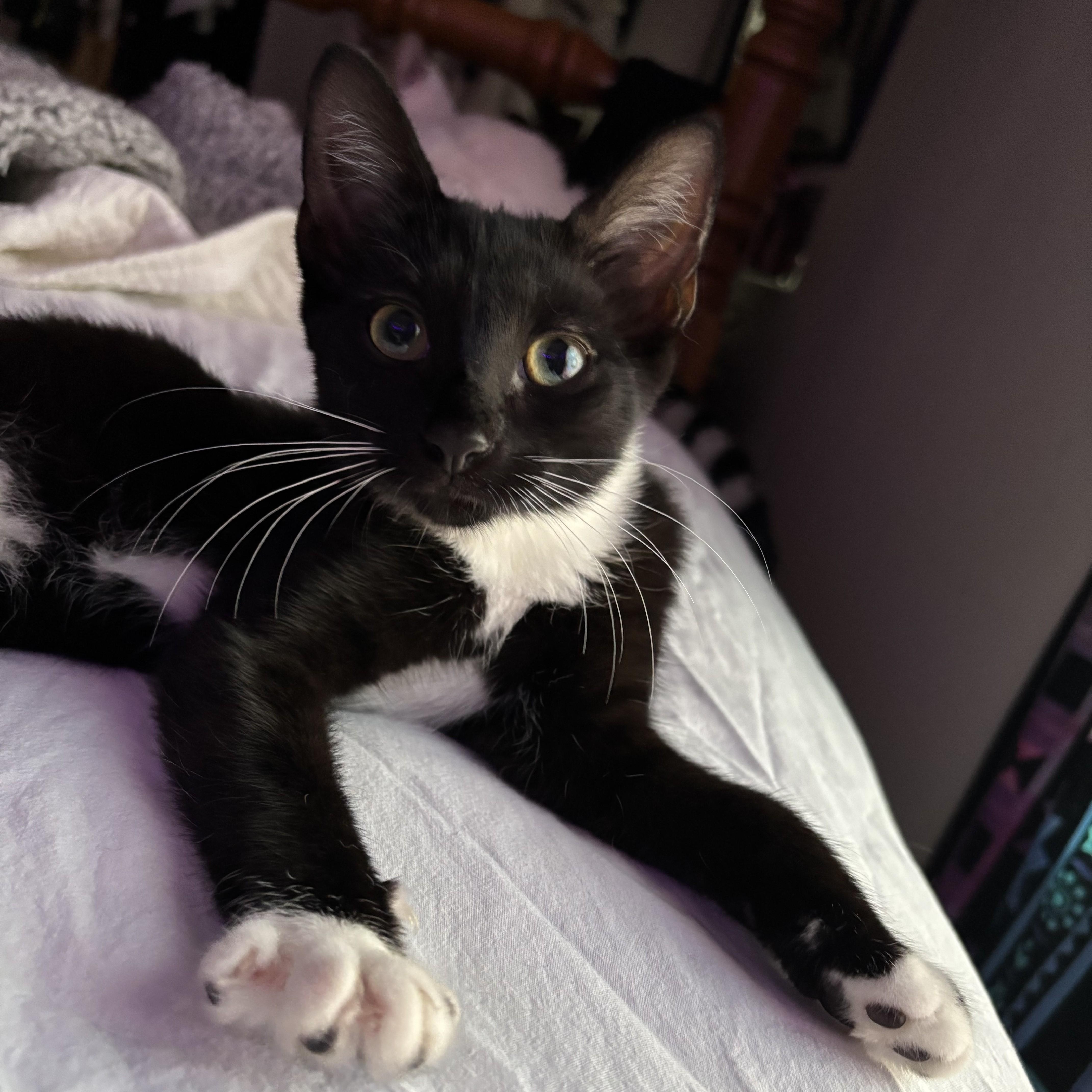 Mocha, adopted, Kitten Female Domestic Short Hair.