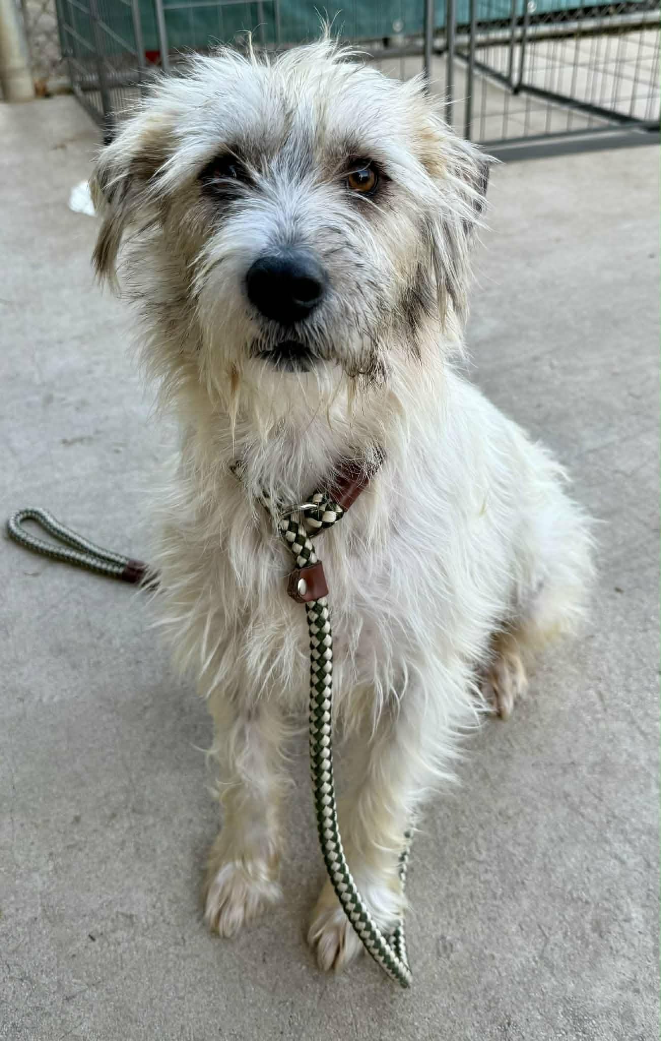 Rocket , adopted, Adult Male Wirehaired Terrier.