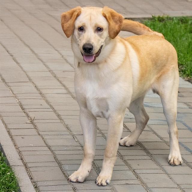 KYRAN, Adoptable, Young Male Labrador Retriever & Mixed Breed.