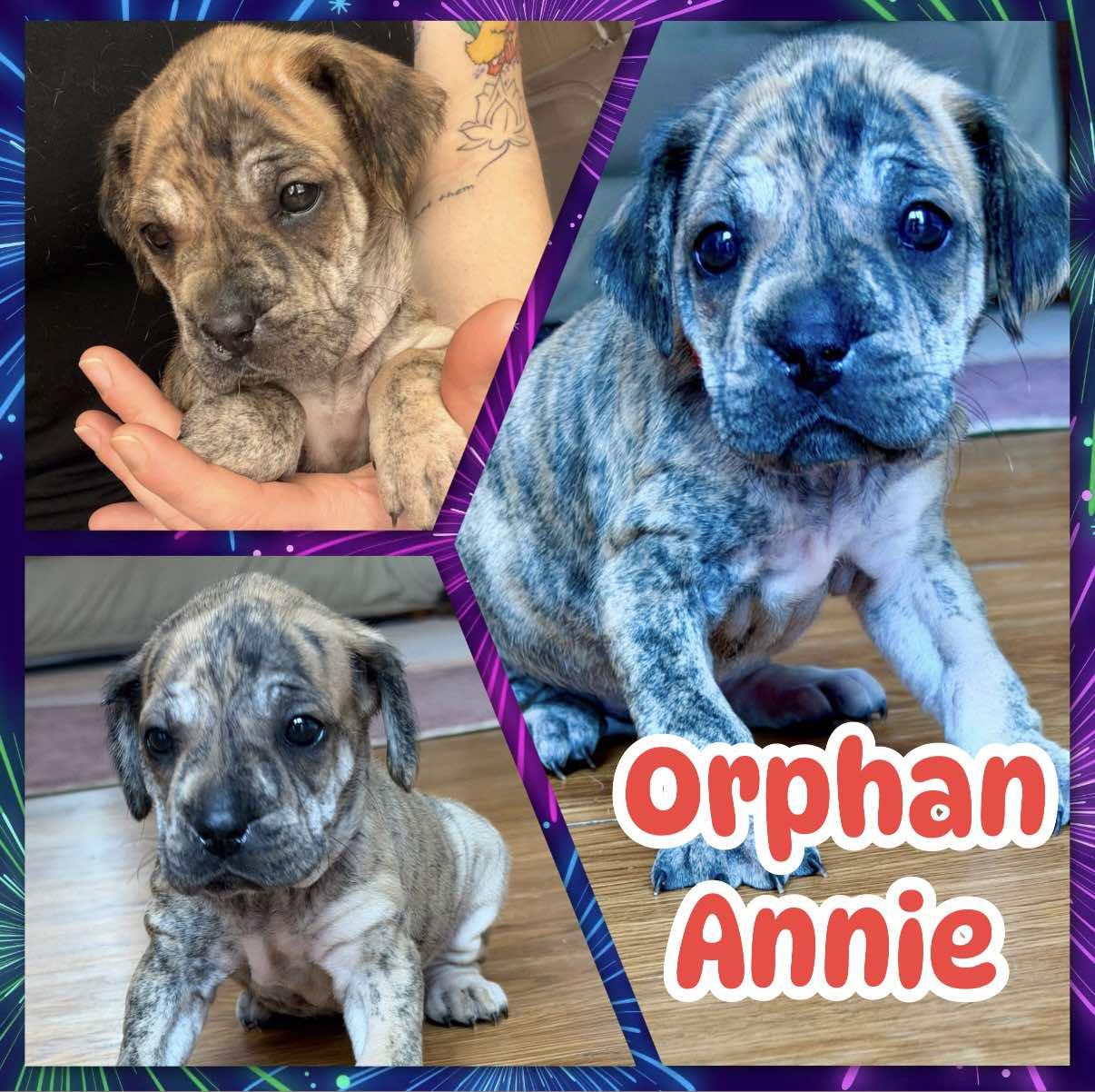 Orphan Annie, ADOPTABLE, Puppy Female Mastiff & Shepherd.