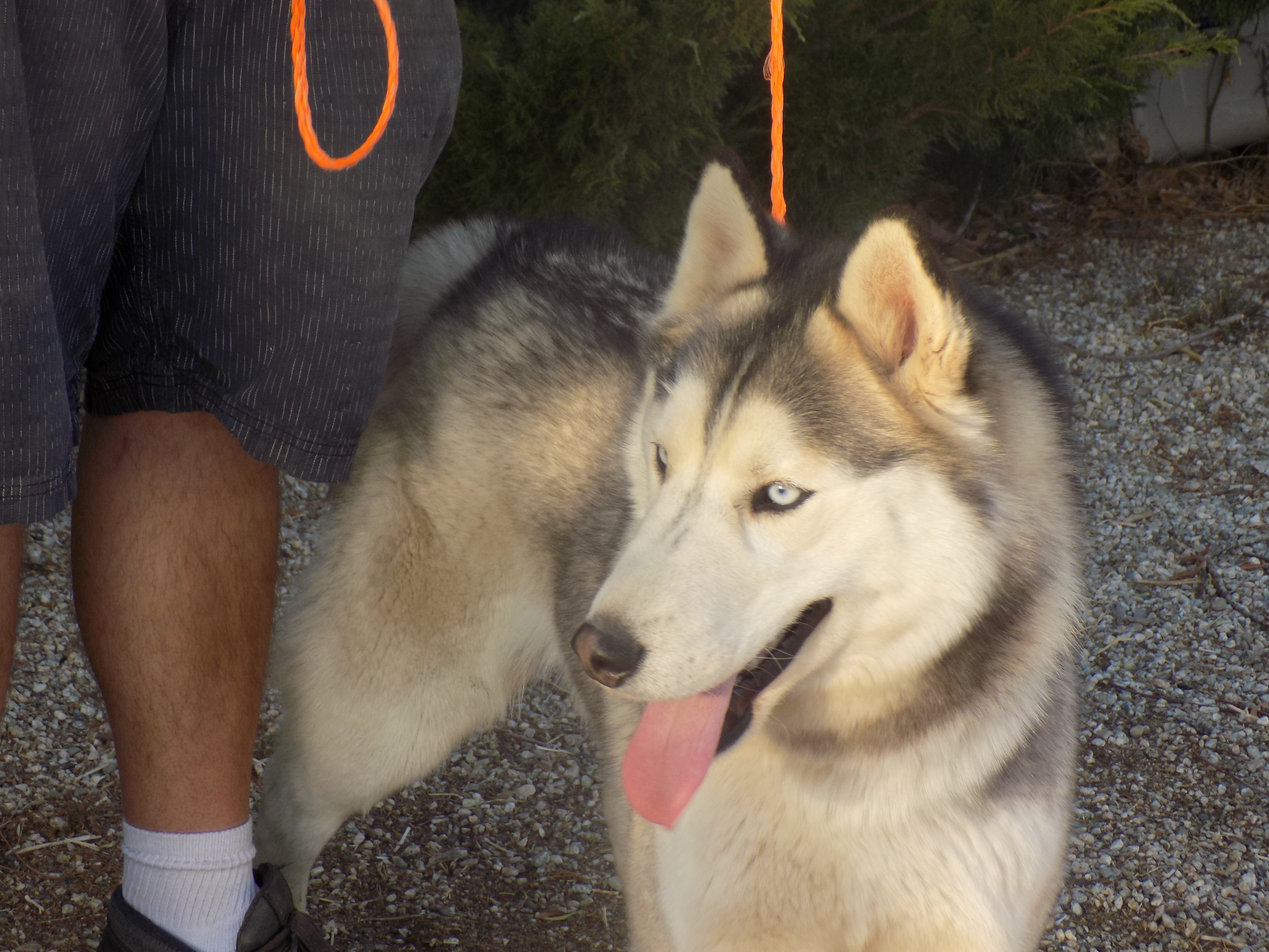 NANOOK, a Adoptable Siberian Husky in Valencia, CA image 1/2