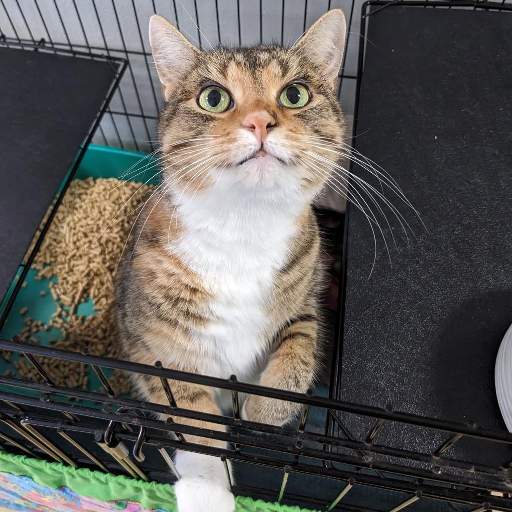 Enlarge Javelin LR9, a Adoptable Domestic Short Hair in Union, MO image 1/1