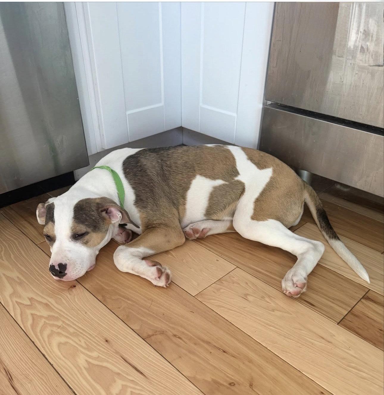 Gabi, a Adoptable American Bulldog in Tarrytown, GA image 1/3