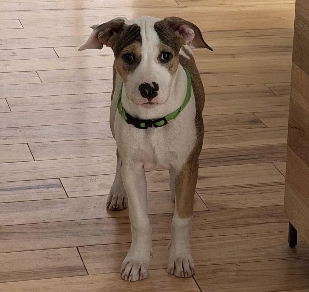 Gabi, a Adoptable American Bulldog in Tarrytown, GA image 2/3