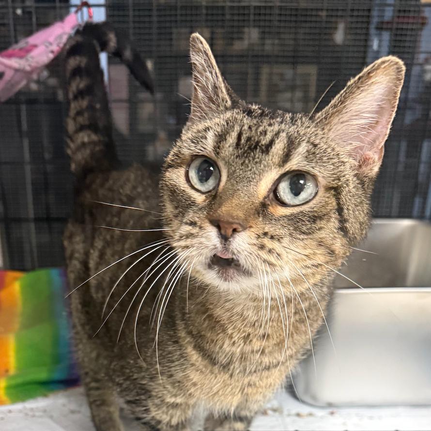 Enlarge Molly, a Adoptable Domestic Short Hair in Coralville, IA image 1/1