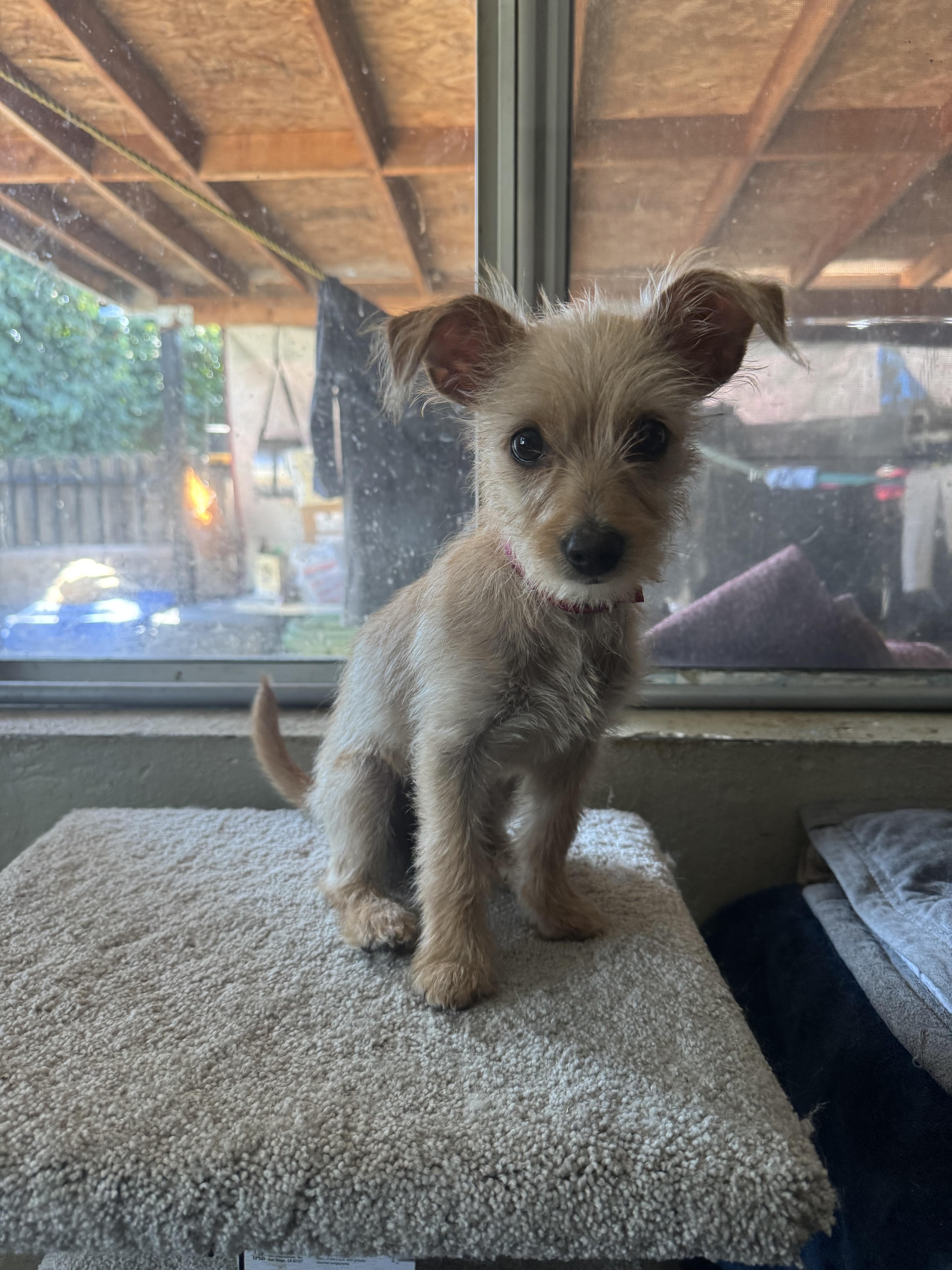 Charmaine, Adopted, Puppy Female Terrier.