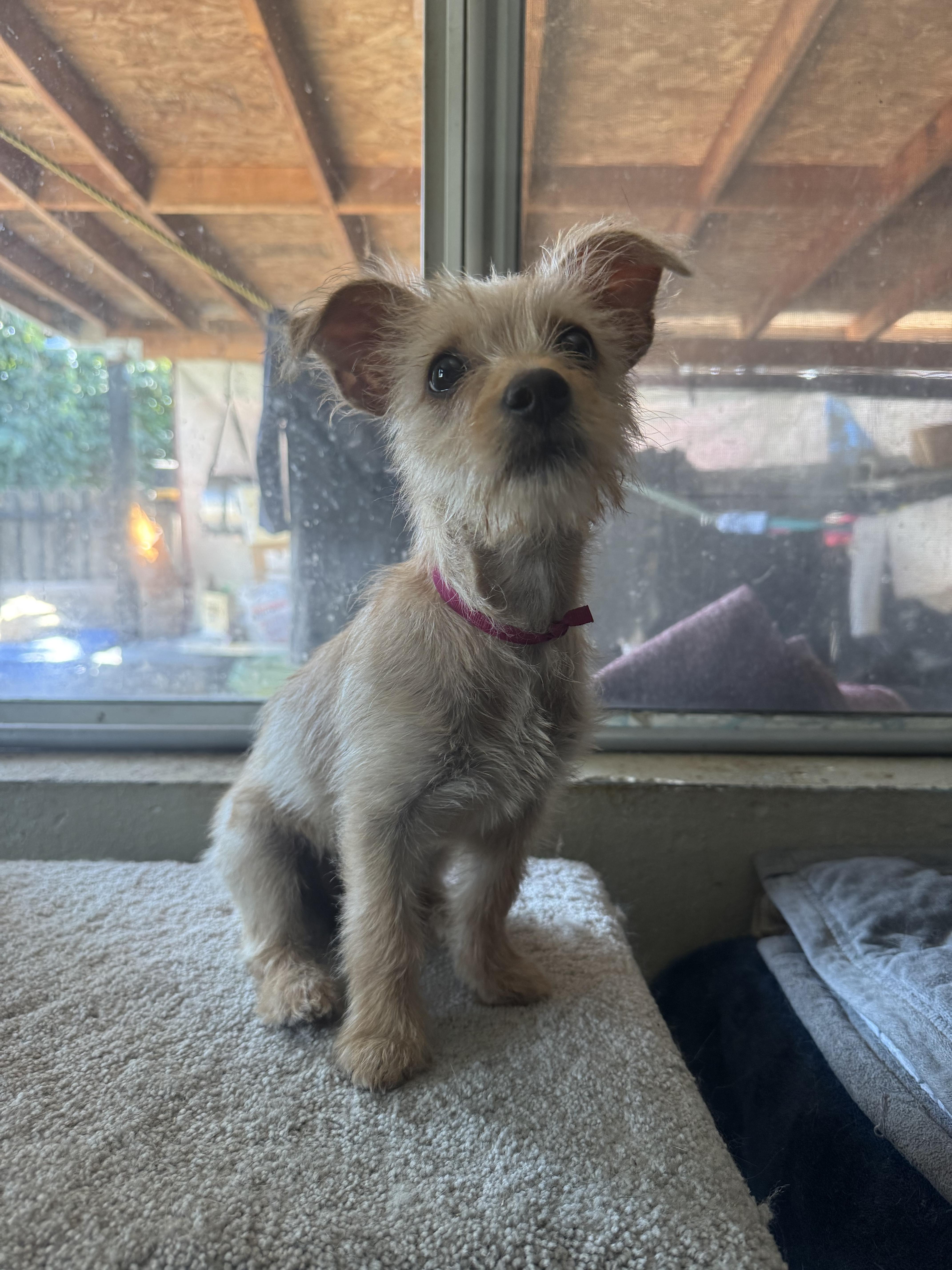 Charmaine, a Adopted mixed breed in Los Angeles, CA image 2/2