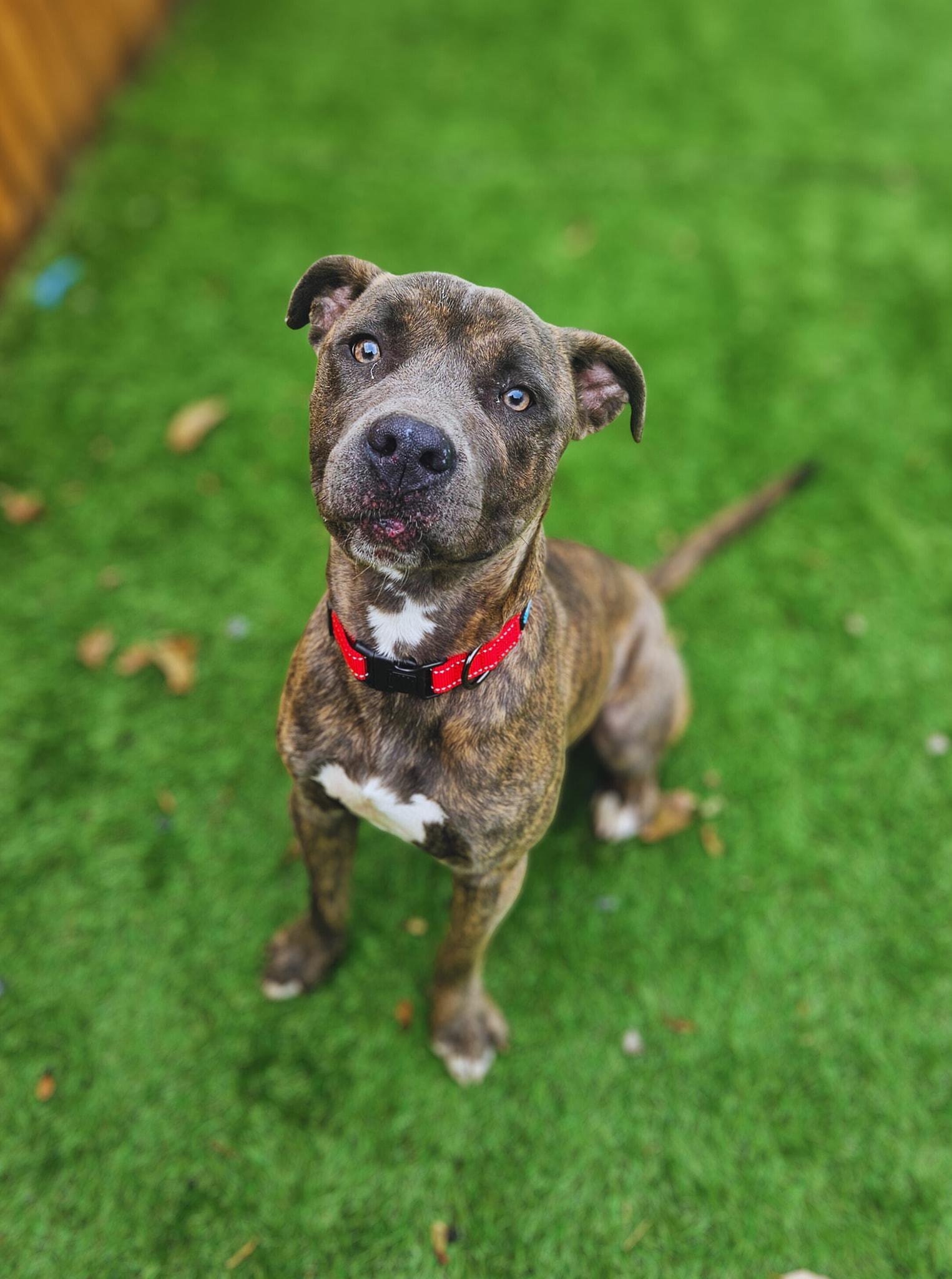 Quill - SWEET AND PLAYFUL!, a Adoptable mixed breed in Berkeley Springs, WV image 1/4