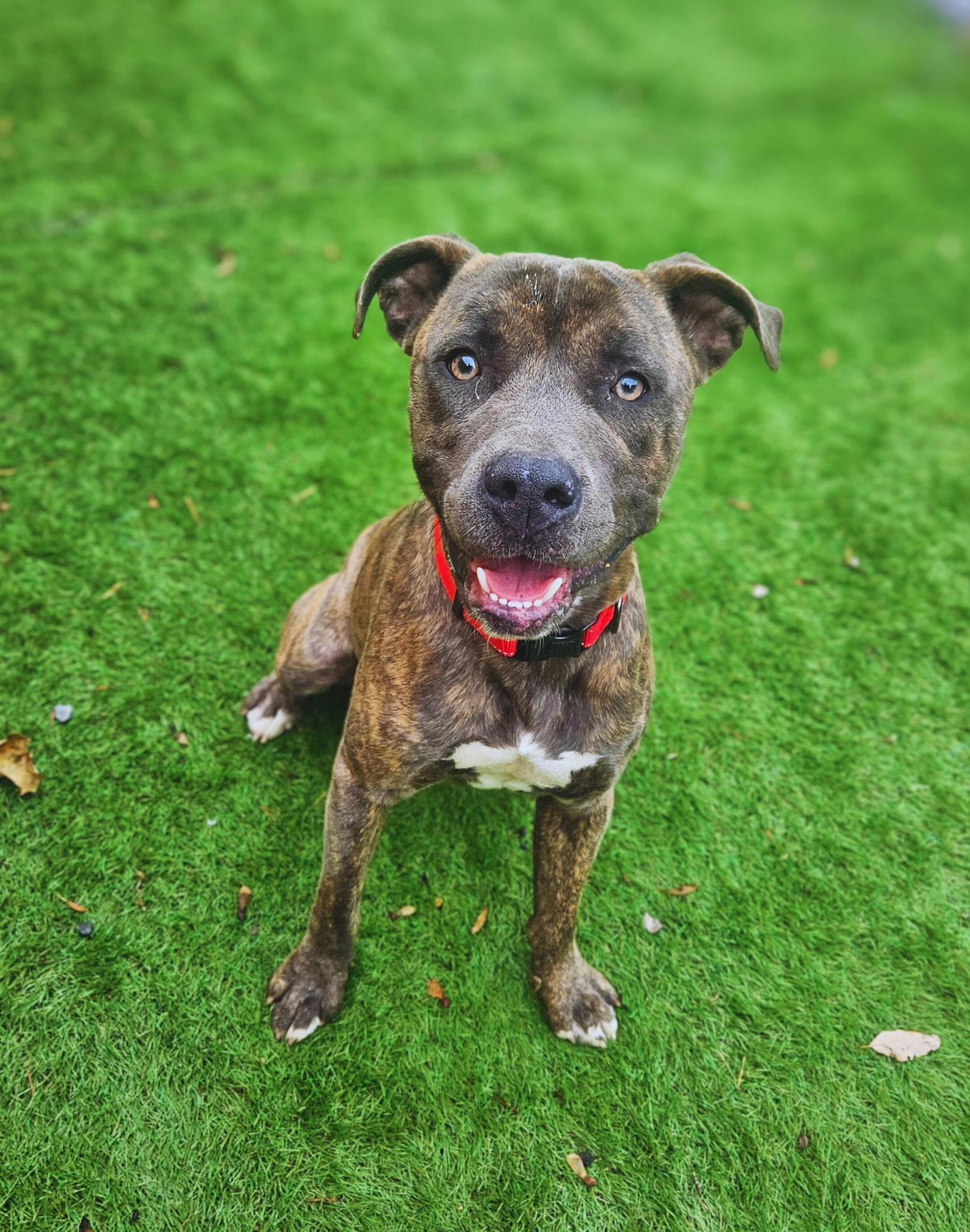 Quill - SWEET AND PLAYFUL!, a Adoptable mixed breed in Berkeley Springs, WV image 2/4