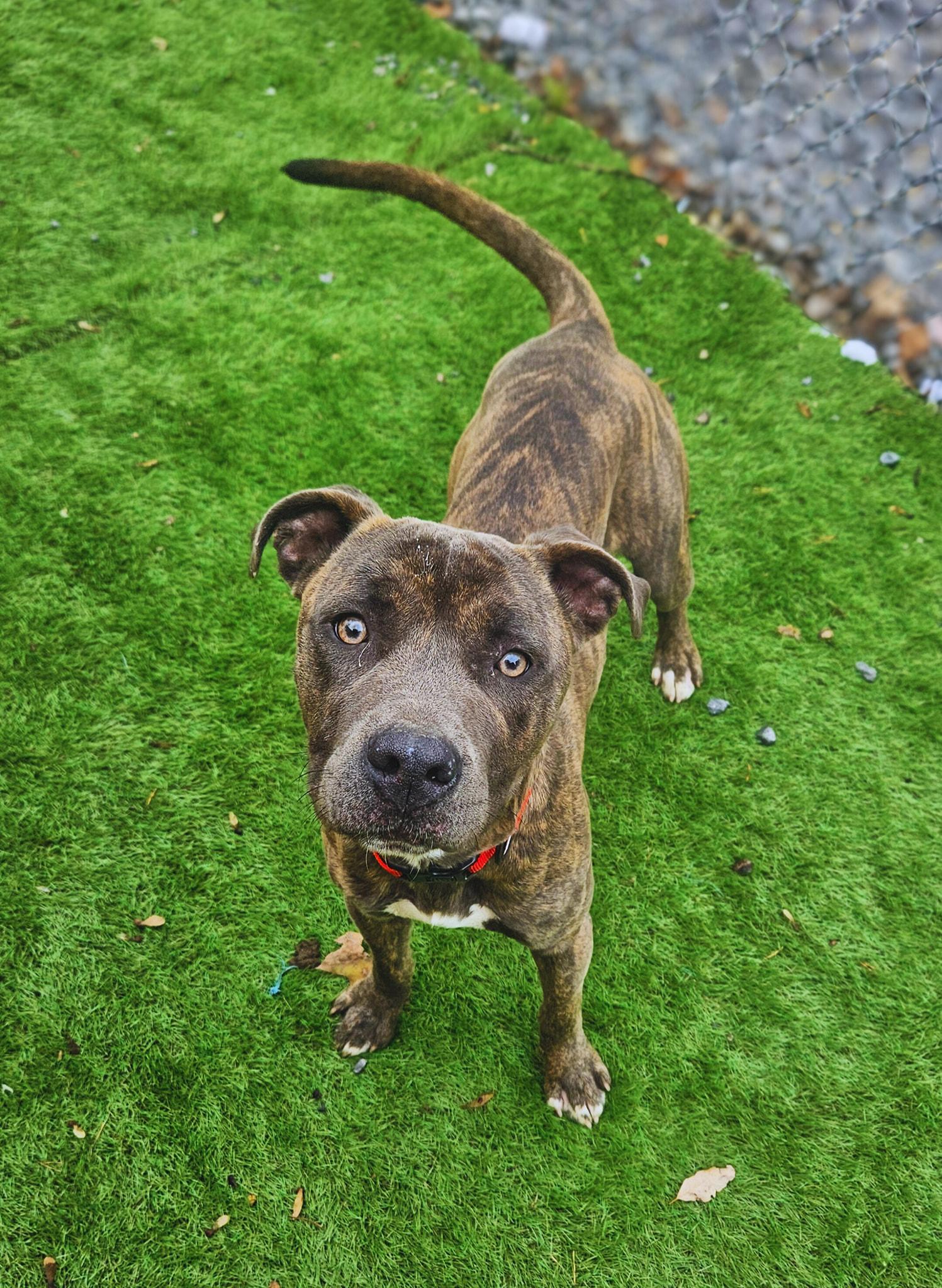 Quill - SWEET AND PLAYFUL!, a Adoptable mixed breed in Berkeley Springs, WV image 3/4